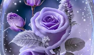 25朵玫瑰花语 25朵玫瑰花语